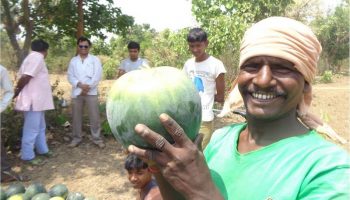 Watermelon production - Watershed project, Manbazar - i block, Purulia